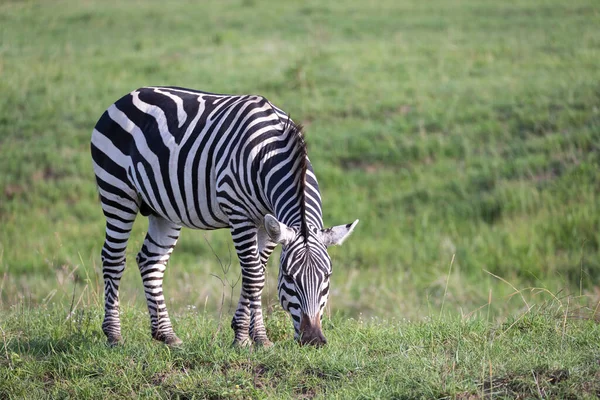 Uma Zebra Está Pastando Paisagem Verde Uma Savana — Fotografia de Stock