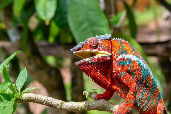 Jeden Barevný Chameleon Větvi Národním Parku Ostrově Madagaskar — Stock fotografie