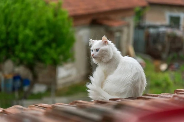 Vacker Vit Katt Taket Tittar Ner — Stockfoto