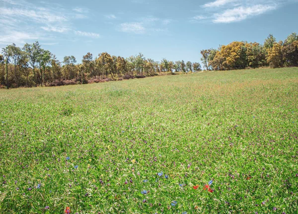 Paisagem Verão Com Campo Árvores — Fotografia de Stock