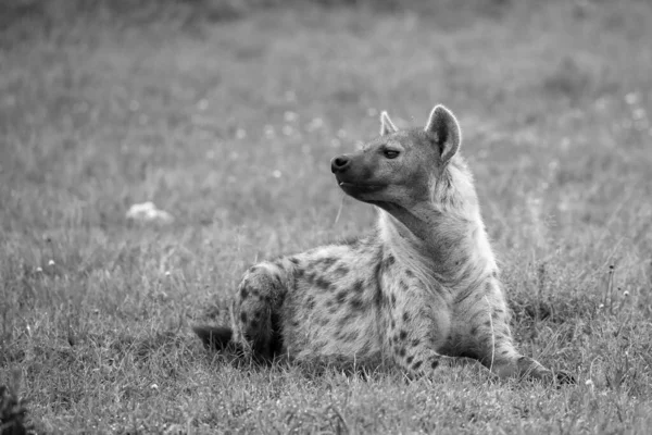 ハイエナはケニアのサバンナの草の中に横たわっています — ストック写真