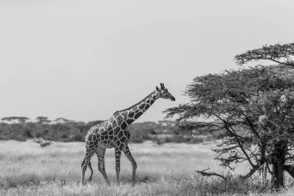 Una Giraffa Somala Mangia Foglie Acacia — Foto Stock