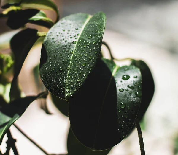 Gotas Chuva Folhas Verdes Foto Macro — Fotografia de Stock