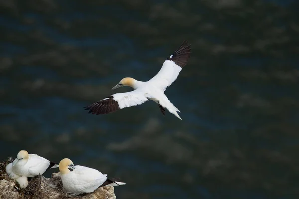 North Gannet Летить Шляхом Гніздування Gannet Scale Nab Частина Bempton — стокове фото