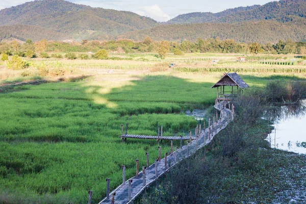 Champ Riz Vert Dans Région Chiang Thaïlande Photo Réserve — Photo