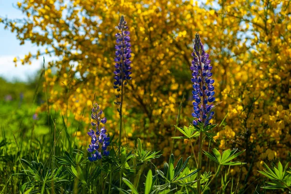 Lupin Flores Contra Arbusto Gorse Close — Fotografia de Stock