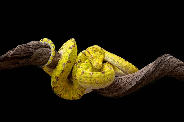 黒い背景のヘビ — ストック写真
