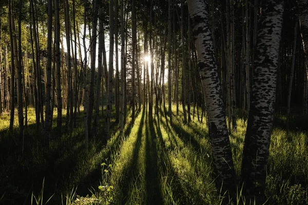 Magnifique Coucher Soleil Dans Forêt — Photo