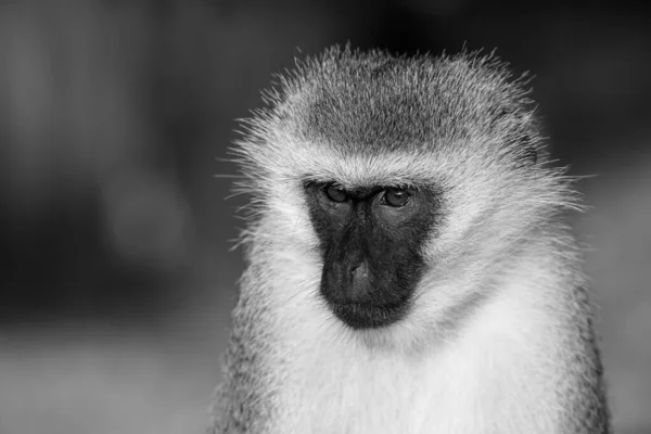 Retrato Macaco Savana Quênia — Fotografia de Stock