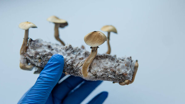 the benefits of recreational use of magic mushrooms. Psilocybin and mental illness