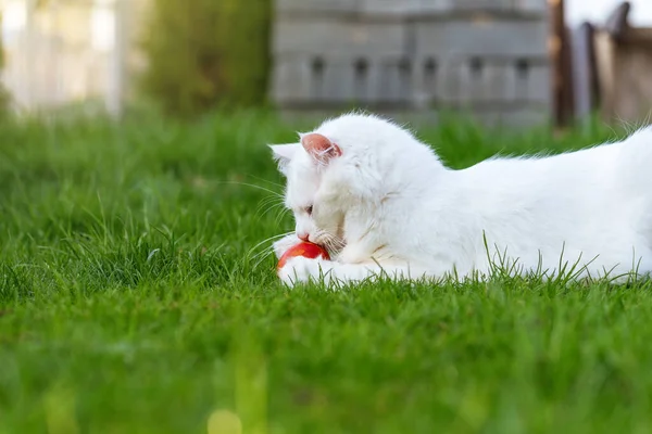 Katten Leker Med Det Röda Ägget Ett Gräs — Stockfoto