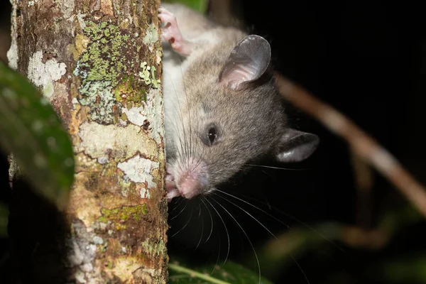 Madagaskar Råtta Klättrar Grenarna Ett Träd — Stockfoto