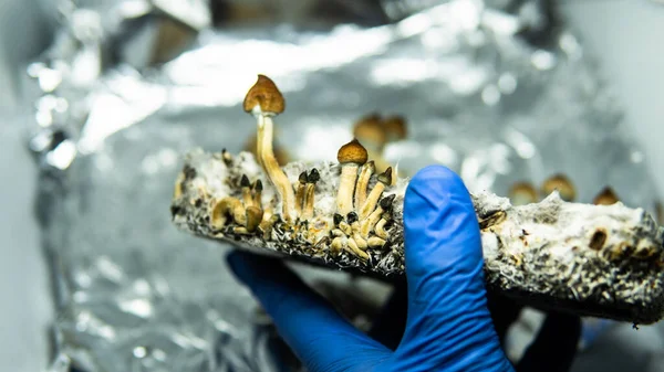 Teelt Van Recreatieve Psilocybine Paddenstoelen Wereld Medisch Nieuws Hallucinogene Paddenstoelen — Stockfoto