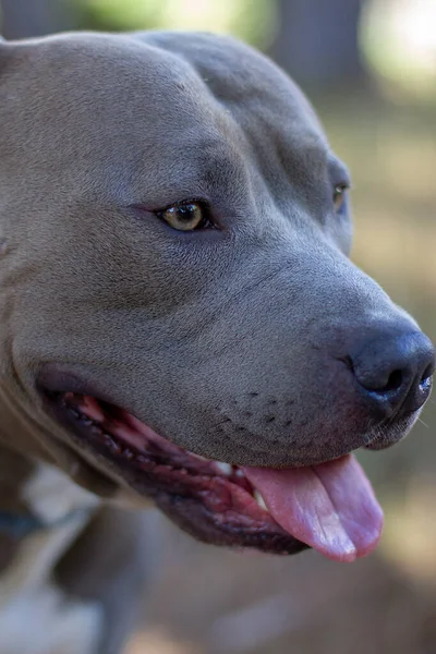 Gyönyörű Portré Egy Férfi Amerikai Stafforshire Kék Terrier — Stock Fotó