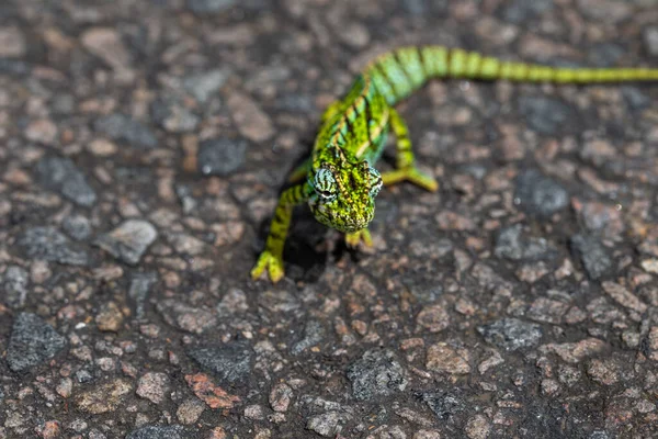 Een Close Van Een Groene Kameleon Straat — Stockfoto