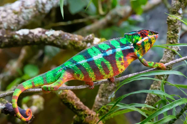 Camaleón Mueve Largo Una Rama Una Selva Tropical Madagascar — Foto de Stock