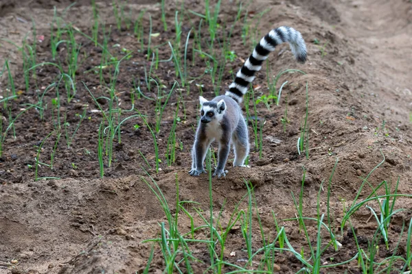 One Ring Tailed Lemur Hops Fields Locals — Stock Photo, Image