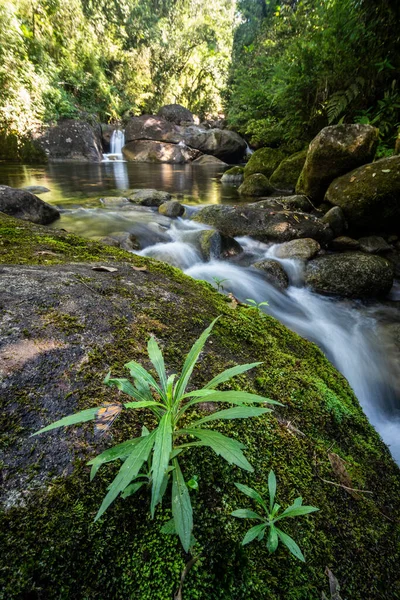 Schöner Blick Auf Den Regenwaldfluss Mit Grüner Pflanze Vordergrund Serrinha — Stockfoto
