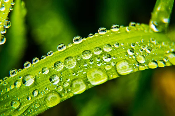 Green Leaf Dew Drops — Stock Photo, Image