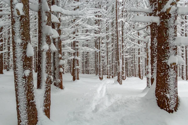 Floresta Coberta Neve Dezembro — Fotografia de Stock