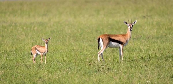 Família Das Gazelas Thomson Savana Quênia — Fotografia de Stock