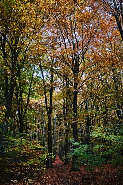 秋の紅葉が美しい秋の森 — ストック写真