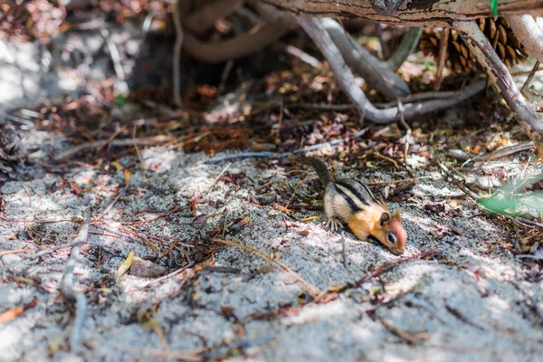 森林里的花栗鼠寻找食物 — 图库照片