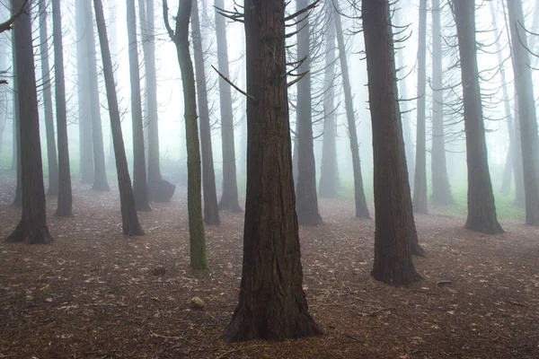 木々や霧が立ち並ぶ美しい秋の森 — ストック写真