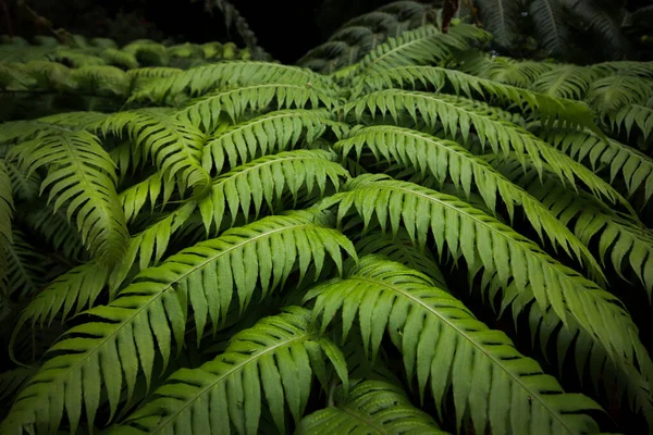 Groene Varen Bladeren Tuin — Stockfoto