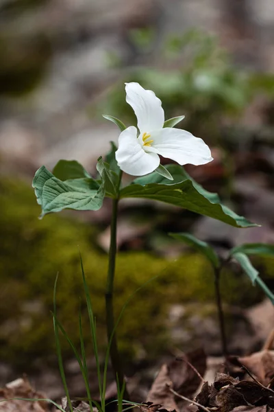 Bellissimi Fiori Selvatici Nella Foresta — Foto Stock