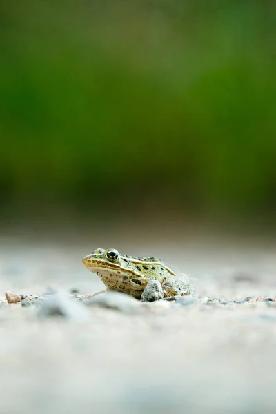 Closeup Portrait Northern Leopard Frog Trail — Fotografia de Stock