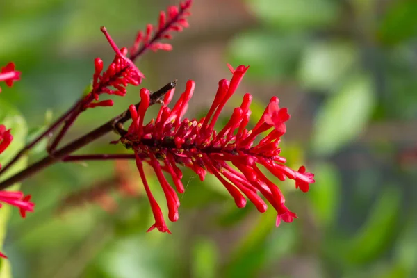 Flores Exóticas Ilha Madagáscar — Fotografia de Stock