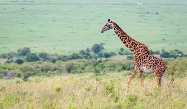 Una Giraffa Masai Nella Savana Keniota Prato — Foto Stock