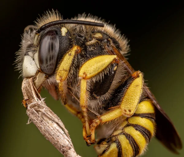 Makroaufnahme Einer Wespenbiene Auf Einer Blume — Stockfoto