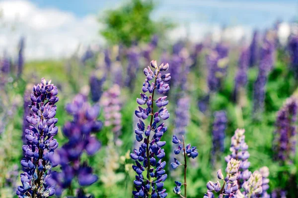 Flores Primavera Prado — Fotografia de Stock