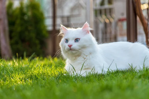Симпатичный Белый Котенок Смотрящий Траву — стоковое фото