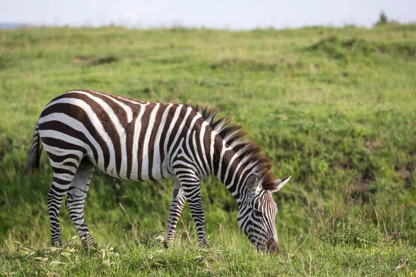 Jedna Zebra Zielonym Krajobrazie Parku Narodowego Kenii — Zdjęcie stockowe
