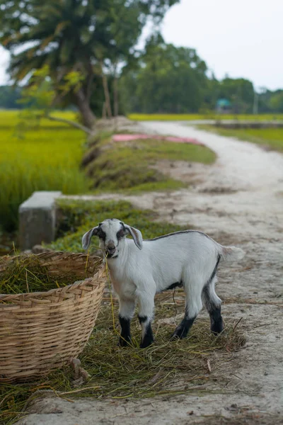 Bir Keçi Yavrusu Otları Yiyor Köy Yolunun Önünde Sevimli Görünüyor — Stok fotoğraf