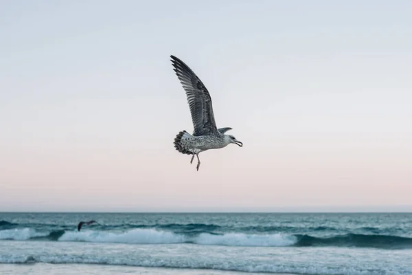 海に飛び込むカモメ — ストック写真