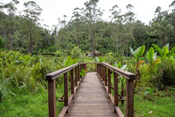 丛林中中间那座漂亮的木桥 — 图库照片