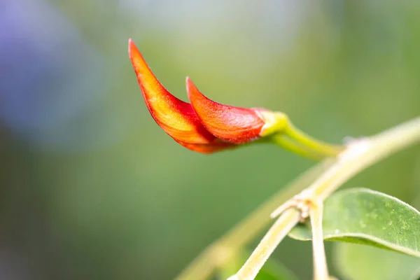 Uma Planta Exótica Com Belo Botão Vermelho — Fotografia de Stock