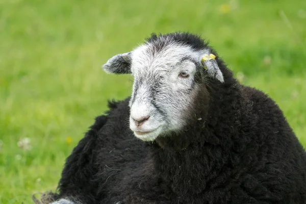 Herdwick Lamb Sdraiato Nel Calore Una Giornata Estiva Guarda Dritto — Foto Stock