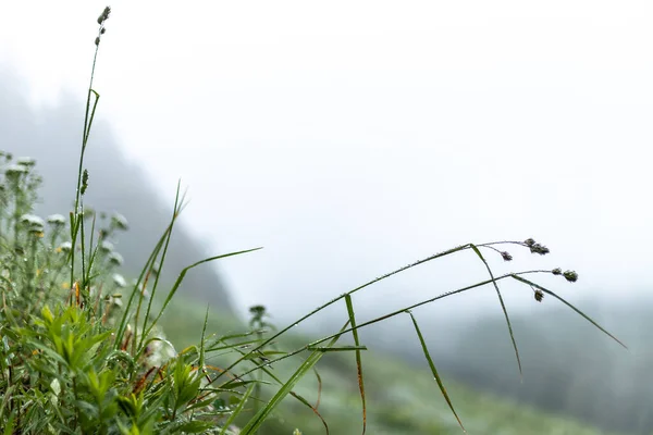 Beautiful Green Grass Forest — Stock Photo, Image