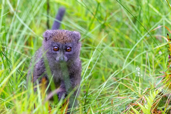 One Bamboo Lemur Tall Grass Looks Curious — Stock Photo, Image