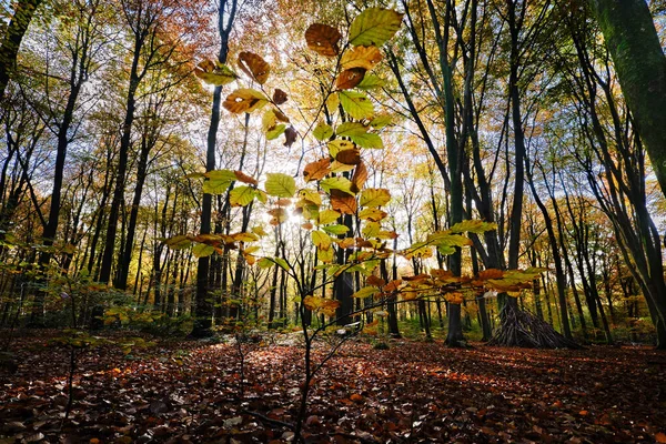 秋の紅葉が美しい秋の森 — ストック写真