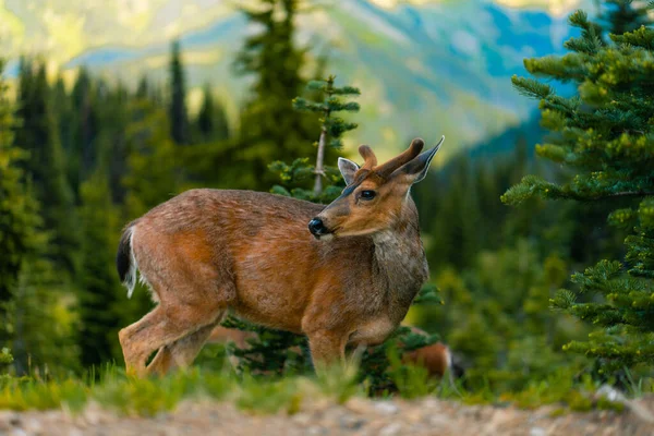 Beautiful Deer Mountain Forest — Stok fotoğraf