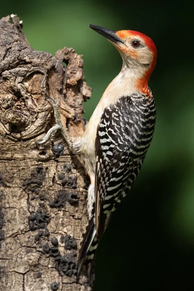 Joven Macho Pájaro Carpintero Vientre Rojo — Foto de Stock