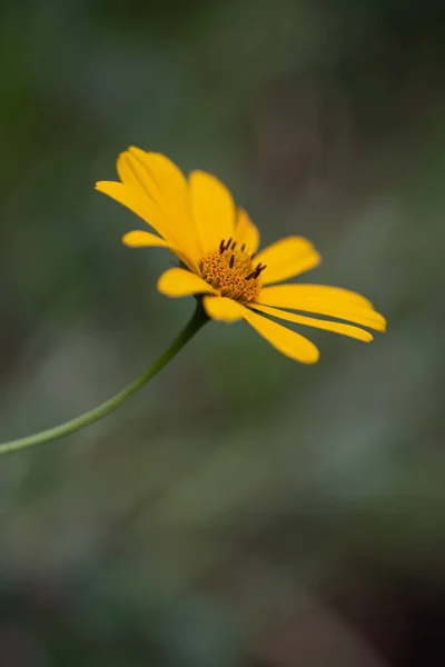 Bellissimo Fiore Giallo Giardino — Foto Stock