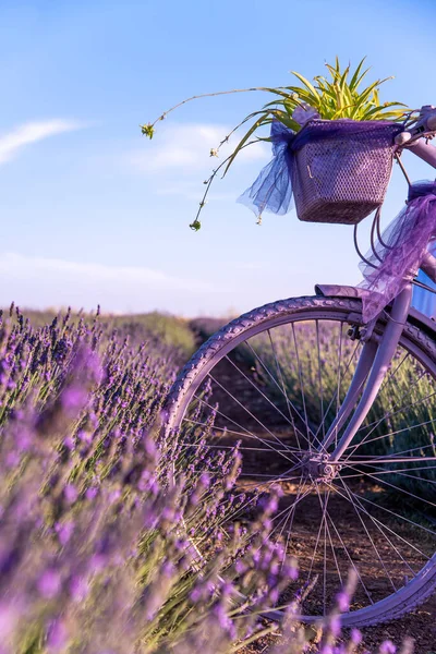 Schöne Lila Lavendelblüten Auf Einer Wiese Auf Einem Feld Einem — Stockfoto