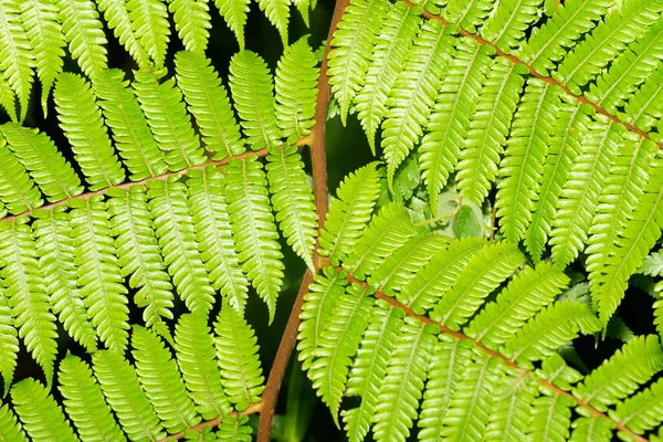 Листья Папоротника Фон Зеленые Листья — стоковое фото